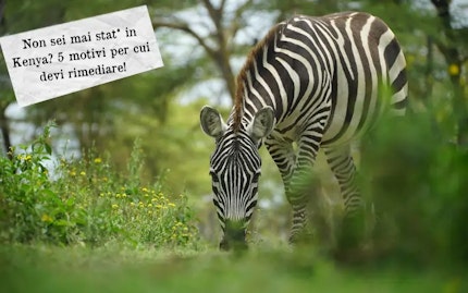 motivi Kenya